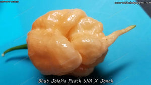 Peach Bhut WM x Jonah - Pepper Seeds - White Hot Peppers