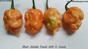 Peach Bhut WM x Jonah - Pepper Seeds - White Hot Peppers