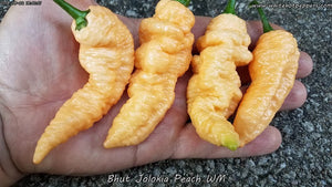 Bhut Jolokia (Ghost) Peach WM - Pepper Seeds - White Hot Peppers