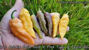 Bhut Jolokia Solid Gold x (Pink Tiger x Peach Bhut) - Pepper Seeds - White Hot Peppers