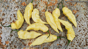 Bhut Jolokia (Ghost) White W Strain - Pepper Seeds - White Hot Peppers