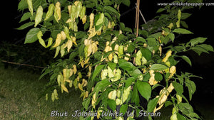 Bhut Jolokia (Ghost) White W Strain - Pepper Seeds - White Hot Peppers