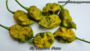 Big Mustard Mama - Pepper Seeds - White Hot Peppers