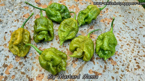 Big Mustard Mama - Pepper Seeds - White Hot Peppers