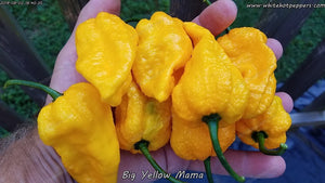 Big Yellow Mama - Pepper Seeds - White Hot Peppers