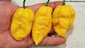 Big Yellow Mama - Pepper Seeds - White Hot Peppers