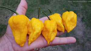 Big Yellow Mama - Pepper Seeds - White Hot Peppers