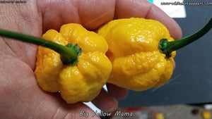 Big Yellow Mama - Pepper Seeds - White Hot Peppers