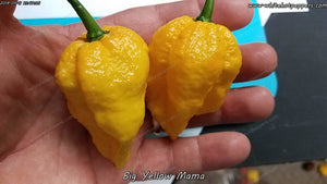 Big Yellow Mama - Pepper Seeds - White Hot Peppers