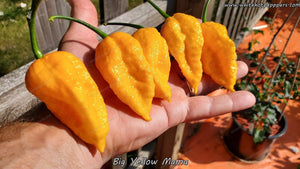 Big Yellow Mama - Pepper Seeds - White Hot Peppers