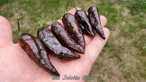 Bih Jolokia Black - Pepper Seeds - White Hot Peppers