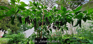 Bih Jolokia Black - Pepper Seeds - White Hot Peppers
