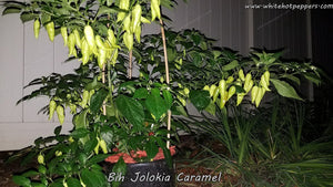 Bih Jolokia Caramel - Pepper Seeds - White Hot Peppers