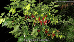 Bih Jolokia Caramel - Pepper Seeds - White Hot Peppers