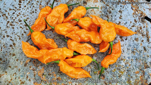 Bih Jolokia x Sugar Rush Peach - Pepper Seeds - White Hot Peppers