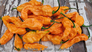 Bih Jolokia x Sugar Rush Peach - Pepper Seeds - White Hot Peppers