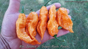 Bih Jolokia x Sugar Rush Peach - Pepper Seeds - White Hot Peppers