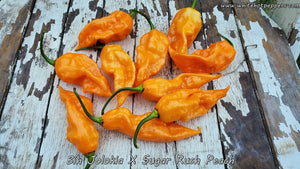 Bih Jolokia x Sugar Rush Peach - Pepper Seeds - White Hot Peppers