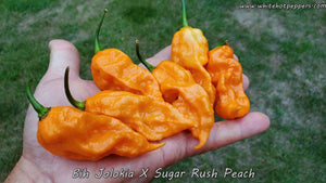 Bih Jolokia x Sugar Rush Peach - Pepper Seeds - White Hot Peppers