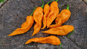 Bih Jolokia x Sugar Rush Peach - Pepper Seeds - White Hot Peppers