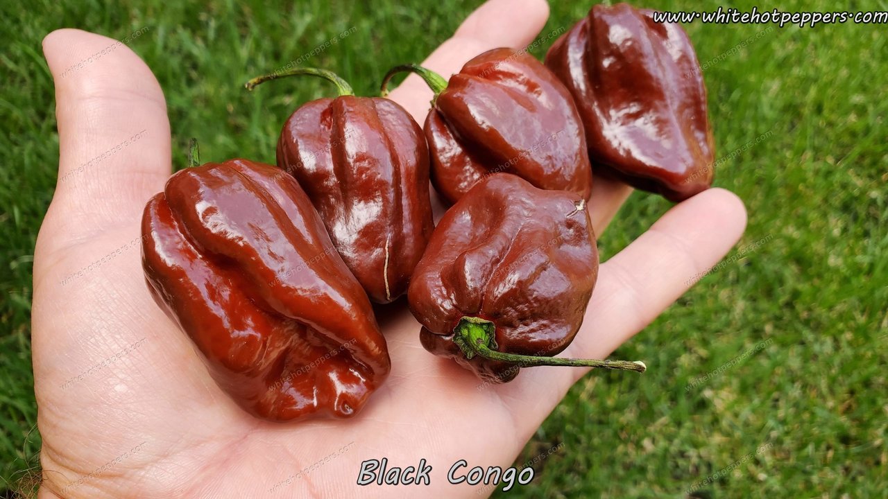 Black Congo - Pepper Seeds - White Hot Peppers
