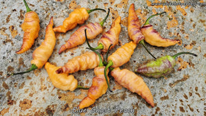 Blue Ghost (Peach) - Pepper Seeds - White Hot Peppers
