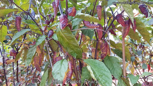 Blue Ghost (Peach) - Pepper Seeds - White Hot Peppers