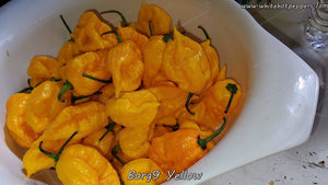 Borg 9 Yellow - Pepper Seeds - White Hot Peppers