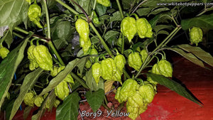 Borg 9 Yellow - Pepper Seeds - White Hot Peppers