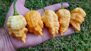 Brain Collapse Peach - Pepper Seeds - White Hot Peppers