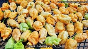 Brain Collapse Peach - Pepper Seeds - White Hot Peppers