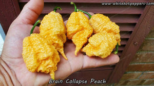 Brain Collapse Peach - Pepper Seeds - White Hot Peppers