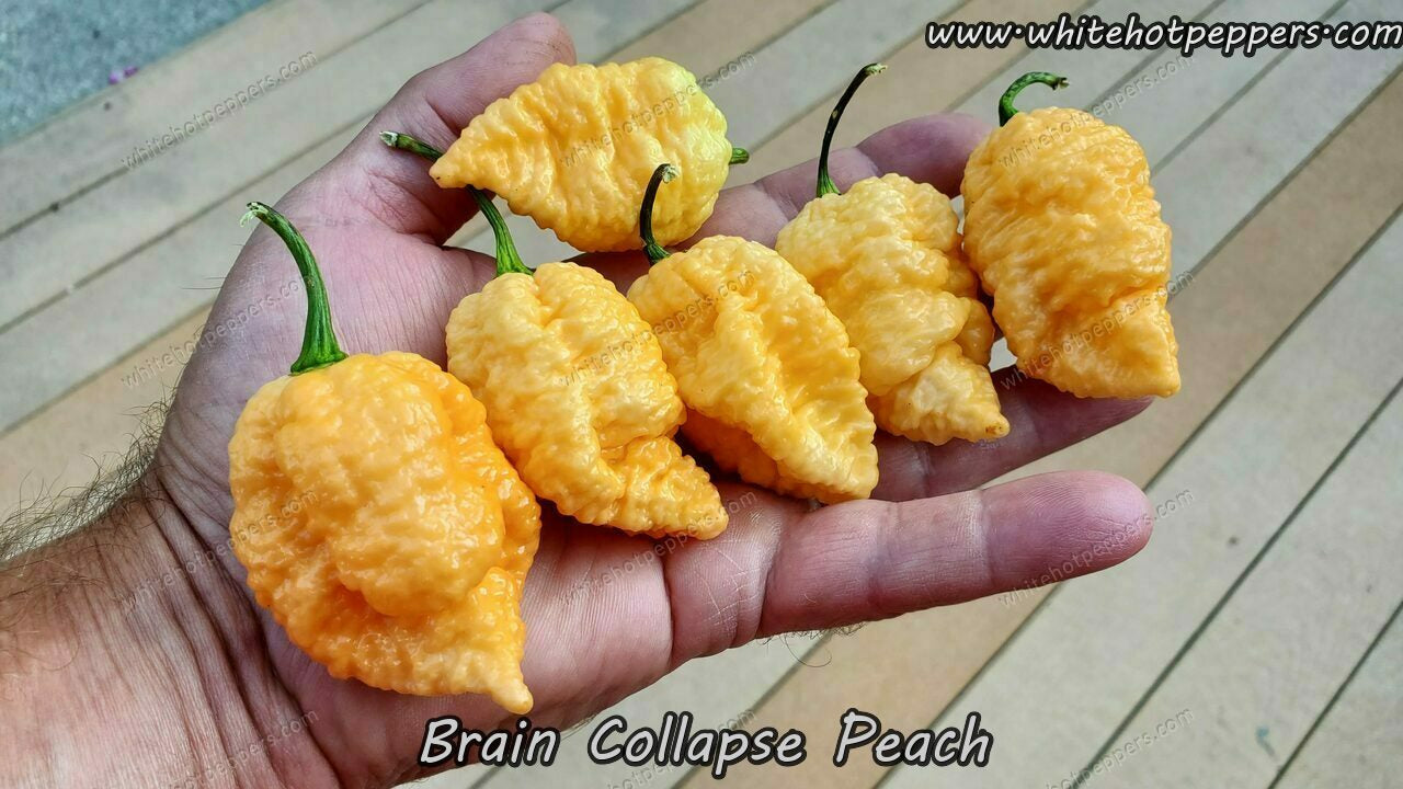 Brain Collapse Peach - Pepper Seeds - White Hot Peppers