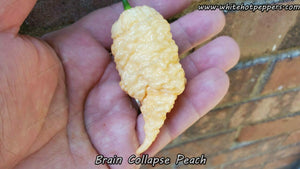 Brain Collapse Peach - Pepper Seeds - White Hot Peppers