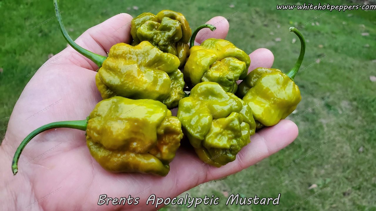Brent's Apocalyptic Mustard - Pepper Seeds - White Hot Peppers
