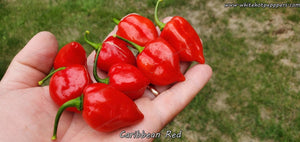 Habanero Caribbean Red - Pepper Seeds - White Hot Peppers