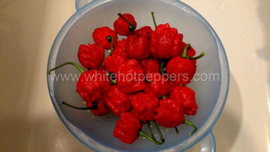 Carolina Reaper - Pepper Seeds - White Hot Peppers