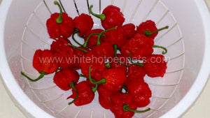 Carolina Reaper - Pepper Seeds - White Hot Peppers