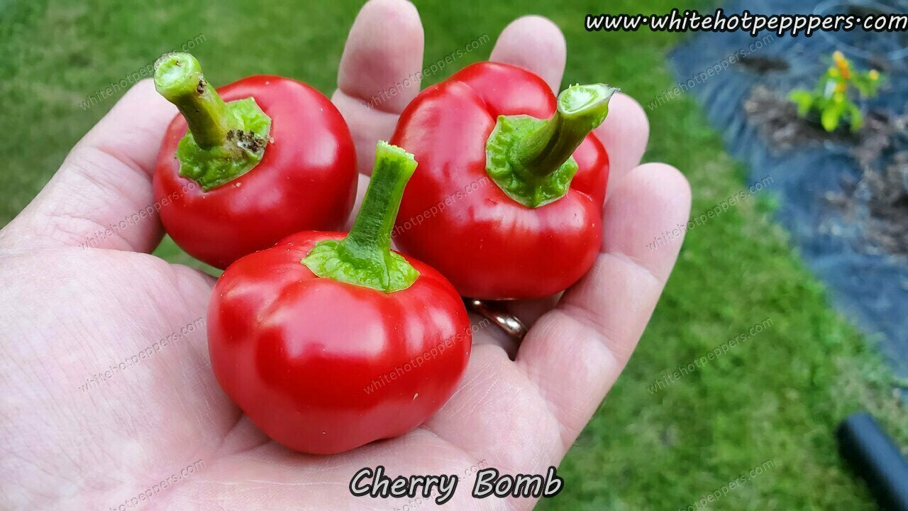 Cherry Bomb - Pepper Seeds - White Hot Peppers