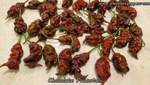 Chocolate Primotalii - Pepper Seeds - White Hot Peppers