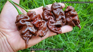 Chocolate Primotalii - Pepper Seeds - White Hot Peppers