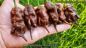 Chocolate Primotalii - Pepper Seeds - White Hot Peppers