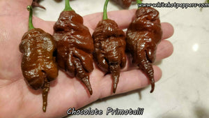 Chocolate Primotalii - Pepper Seeds - White Hot Peppers