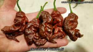 Chocolate Primotalii - Pepper Seeds - White Hot Peppers