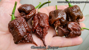 Chocolate Reaper - Pepper Seeds - White Hot Peppers