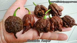 Chocolate Reaper - Pepper Seeds - White Hot Peppers