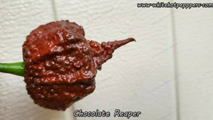 Chocolate Reaper - Pepper Seeds - White Hot Peppers