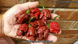 Chocolate Reaper - Pepper Seeds - White Hot Peppers