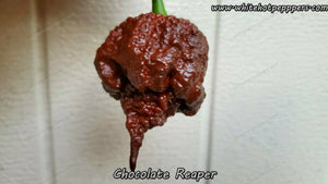 Chocolate Reaper - Pepper Seeds - White Hot Peppers