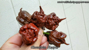 Chocolate Reaper - Pepper Seeds - White Hot Peppers